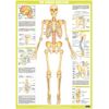 Human Skeleton Anatomy Chart (A3 Laminated)
