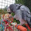 Fiesta Ball Stuffers Parrot Chews - Pack of 3