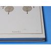 Electric Mole (初回生産限定版) [DVD]