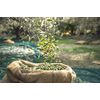 Setunea Organic Olive Oil and Pomegranate Soap Bar 2 x 100g