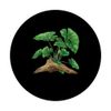 Elephant Ear Plant With Driftwood PopSockets Adhesive PopGrip