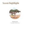 Young Living Frankincense Essential Oil - Pure & Premium Grade - Ideal for Meditation - Warm, Spicy Aroma - Promotes Relaxation, Calmness & Skin beautification - 15ml