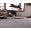 CoolCyberCats Da Bird Pull Apart Value Pack (1 Pull Apart Da Bird Pole Cat Toy & 2 Extra Guinea Feather Refills)