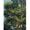 Aloe Barberae Leaf Cutting, Packed Well With Root Hormone For Growth.