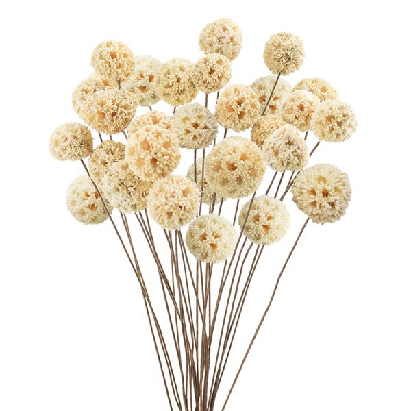 Phliofd 24 PCS Dried Craspedia Billy Balls Flowers, 18” Natural Dried Flowers Bouquet for Vase Floral Arrangements Wedding Table Centerpieces Party DIY Home Decor (White)