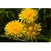 Dandelion Seeds (Taraxacum officinale)