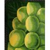 Printed Rug (with nonskid Polyester Pile back) (20" x 32") GREEN GRAPES, Daniel