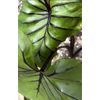 AUTHENTIC Colocasia  Pharaoh Mask 1 bulbs