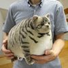 Fatty Zoo Kitty, Tabby, Cat Plush, Round Cat, Fat Cat