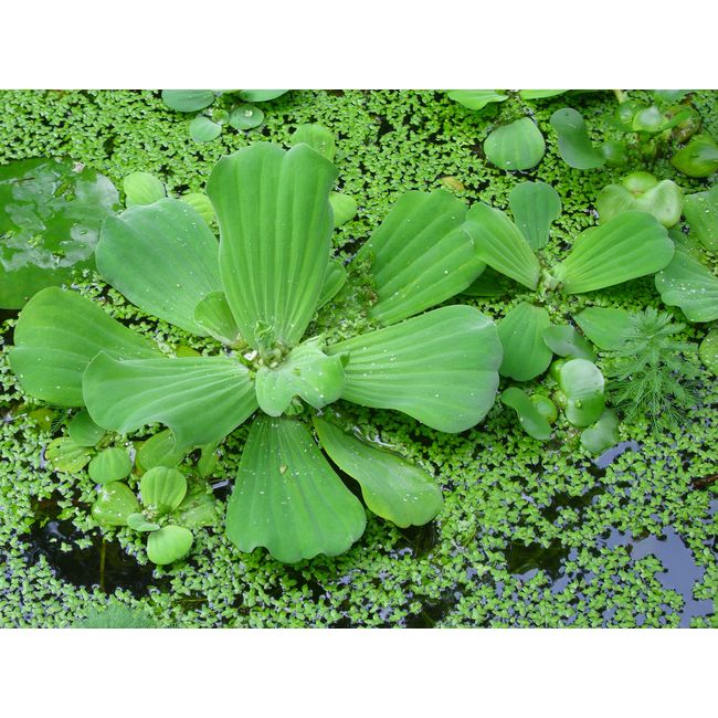 100 Live Duckweed Plants (LEMNA Minor)