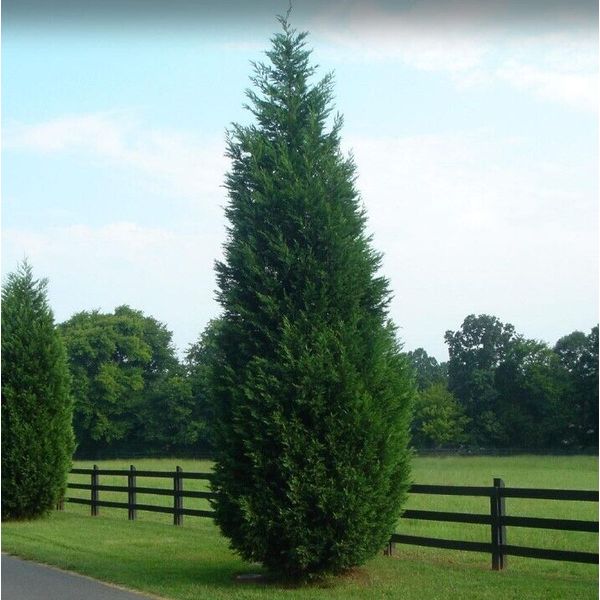 Leyland Cypress Tree 2-3ft Evergreen Tree Great Gift for Gardener Easy Care