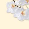 SIGEL DP904 Writing paper "White Orchid", A4, 90 gsm, 50 sheets