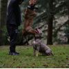 Bestia DOG SPORT HANDLE COLLAR ALL RED