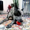 KONG Signature Assorted Balls for Fetch and Retrieving (Medium (4 Pack))