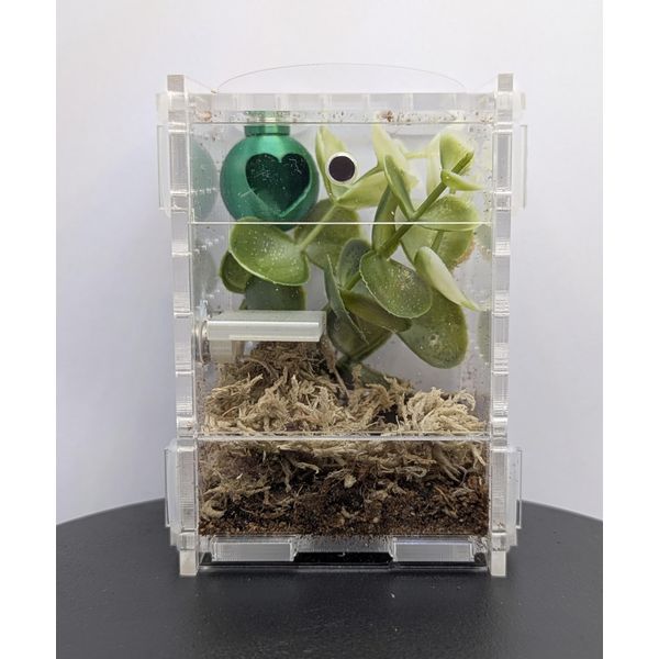 Jumping Spider Enclosure Starter Kit! Full setup, sling, pet jumping spider, front opening, secure. Invert friendly! (Green)