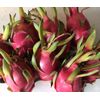 2 Dragon Fruit Fresh Cutting 6” Pitaya Cactus Live Plant No Root