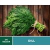 Dill, Bouquet - 100 Seeds - Culinary Herb - Heirloom - NonGMO