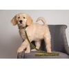 Pets First Collegiate Pet Accessories, Dog Leash, Michigan Wolverines, Large
