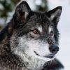 CafePress Beautiful Grey Wolf Mousepad Non-slip Rubber Gaming Mousepad