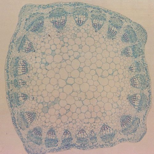 Alfalfa Stem, C.S., 12 M Microscope Slide