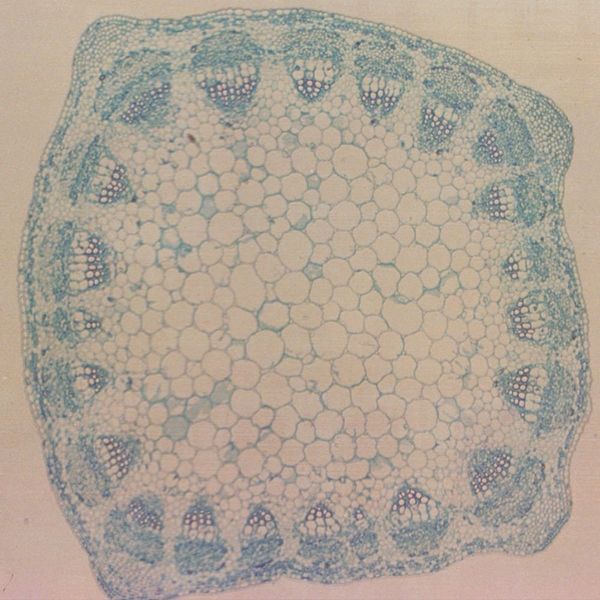 Alfalfa Stem, C.S., 12 M Microscope Slide