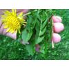 diuretics for water retention - DANDELION ROOT 520MG - digestion supplements 1B