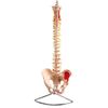 Lifesize Spine Model with Pelvis & Painted Muscles