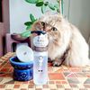 Nekoichi Natural Dish Detergent for Pets, 6.8 fl oz (200 ml)
