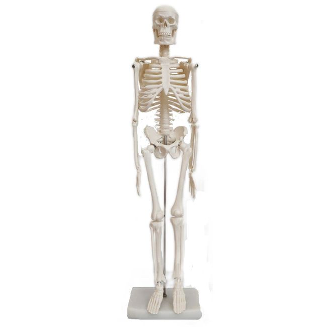 SevenTone Whole Body Skeleton Model, 17.7 inches (45 cm), Skeleton, Human Body Model, Skeleton Specimen, Skull, Joints, Human Body Model, Skull