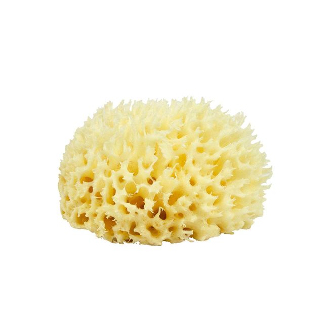 Neptune Natural Sea Wool Sponge - All Natural Honeycomb Renewable Sea  Sponge, Large, Approx. 5 Inches