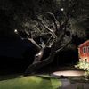 WAC Landscape Lighting, LED 12V Basic Accent Light 6W with Adjustable Beam Angle 2700K in Bronze