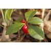 Pure Herbs: Wintergreen Oil - 1 oz.
