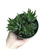Haworthia Plant