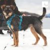 RC Pets Momentum Harness, Medium, Goji Berry