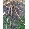 MOSO Live Bamboo Root 6pc per order, 5 in or longer.