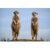 WILDE DYNASTIEN II - Die Clans der Tiere [Blu-ray]