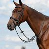 Collegiate Syntovia+ Plain Flat Running Martingale, Black, Cob