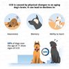MEMORY BRAIN BOOSTERS FOR DOGS - concentration, vividness and much more
