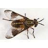 80 / Pk Deerfly Patches/TredNot Deer Fly Patch "Repellent"