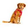 Vest Harness curli Clasp Softshell Red 3XS