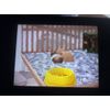 Hamsterz (Nintendo DS)