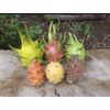 6 Asunta DRAGON FRUIT  CUTTING 10-14 Inches Check Description