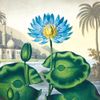 Museums & Galleries - 20 Notecards & Envelopes Boxed (Botanical Prints) ETE052