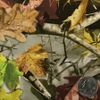 hydrographic film / activator New Fall Leaves Camo hydro dip dipping wizard