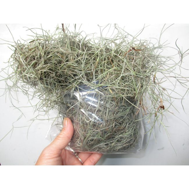 New, Fresh Organic Spanish Moss Live Air Plant OVERSTUFFED Quart Bag Picked from Our Farm & Area.You Buy, we Pick!