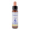 Healing Herbs / Flower Essence [Verbene]