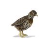 Hansa 7477 Plains Wanderer Plush Soft Toy
