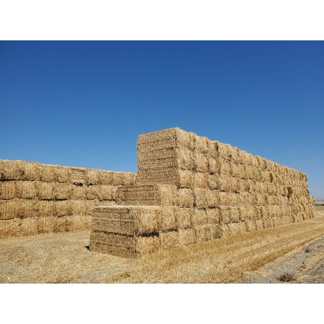 (New Harvest) Premium 100% Natural Wheat Straw Grass Harvested 2022, Farmer Direct- Excellent Animal Bedding, Garden Cover, Mulch and Farm Wheat Straw 5lbs. Straw Shipped