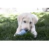 KONG Puppy