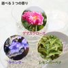 Rose de marrakesh gel de lavender 40g